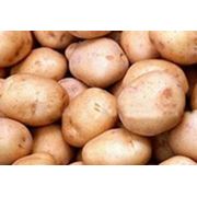 Жуковский ранний картофель. фотография