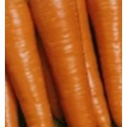 Морковь свежая сорт Канада F1 фото