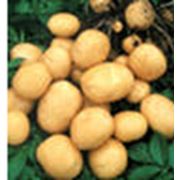 Овощи свежие картофель