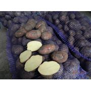 Картофель скарлет красный оптом от 85 руб/кг от фермера фотография