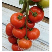 Семена томата Белфаст F1. 1000 cемян. Enza ZadenИндетерминантный ранний крупноплодный для пленочных теплиц фото