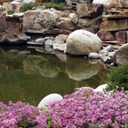 Садовое озеро фото