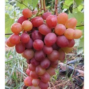 Виноград Ливия grapes Livia