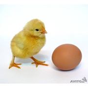 Инкубационное яйцо бройлеров инкубационного яйца кросса ROSS 308 фото