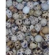 Яйца перепелиные инкубационные фото