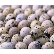 Яйца инкубационные фотография