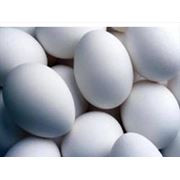 Яйцо породистых кур (инкубационное) фото