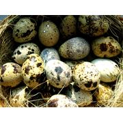 перепелиные яйца фото