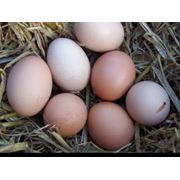 Яйцо куриное деревенское 2 категории фото