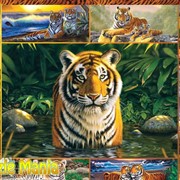 Пазл Ravensburger - Тигры (Tiger) фото