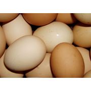 Яйцо куриное пищевое столовое фото