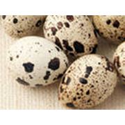 Яйца перепелиные пищевые фото