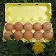 Яйцо товарное пищевое в ассортименте (Цена договорная) фото