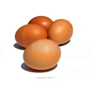 Яйцо столовое фотография