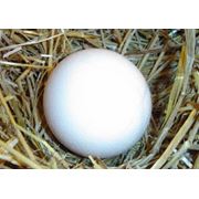 Яйца страуса фото