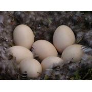 Яйца гусиные Линдовская порода фотография