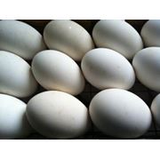 Яйцо гусиное инкубационное фото