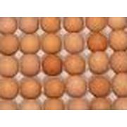 Куриные инкубационные яйца фото