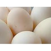 Утиные яйца фото
