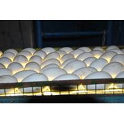 Яйца инкубационные (Белый гусь губернаторский) фото