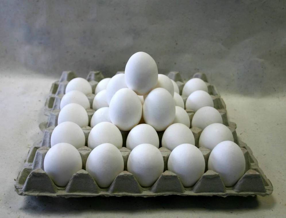 Купить инкубационное яйцо от производителя. Инкубационное яйцо с птицефабрик. Племенная птицефабрика Снежинская. Контейнер для инкубационных куриных яиц белый. Снежинская птицефабрика Белово.