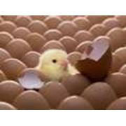 Яйца гусиные инкубационные фото