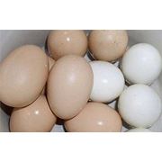 Яйцо “Фермерское“ фото