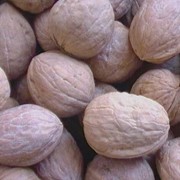 Орехи грецкие, экспорт грецкого ореха из Украины.