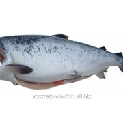 Продукты рыбные, морская рыба Кижуч фото