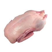 Мясо гуся(тушка свежемороженая) фотография