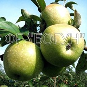 Саджанці яблуні Ренет Симиренка фотография