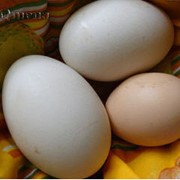 Яйца гусиные в пищу (10 шт). фотография