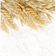 Мука из твердых сортов пшеницы