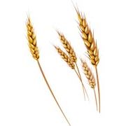 Мука и продукция переработки / Мука пшеничная общего назначения фото