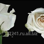 Срезанный цветок Роза Вендела фото