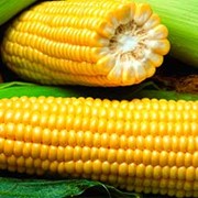 Семена кукурузы ДИАНА МВ