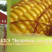Семена кукурузы Воронежский 158 СВ РСт (F1) фото