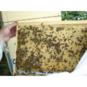 Рамки для пчеловодства фото