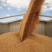 Купить пшеницу в Казахстане фотография
