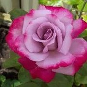 Роза чайногибридная Парадайз. фотография