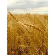 Пшеница, Зерновые культуры, ячмень