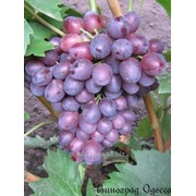 Виноград Южнобережный Бессемянный привитый на Кобер 5бб фото