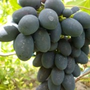 Саженцы винограда Кодрянка 218 фото