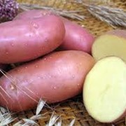 Картофель посадочный оптом от производителя