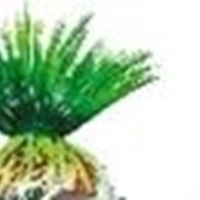 Растение пластмассовое Тритон 8 см