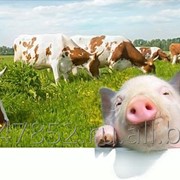 Корма разные фото