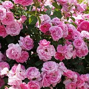 Роза чайная розовая и белая саженцы купить украина фото