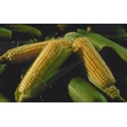 Семена кукурузы Космо230 фото