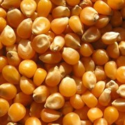 Кукуруза на зерно фото