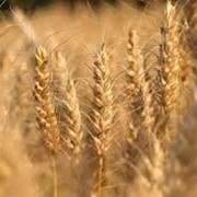 Насіння пшениці озимої Ластівка Одеська фото